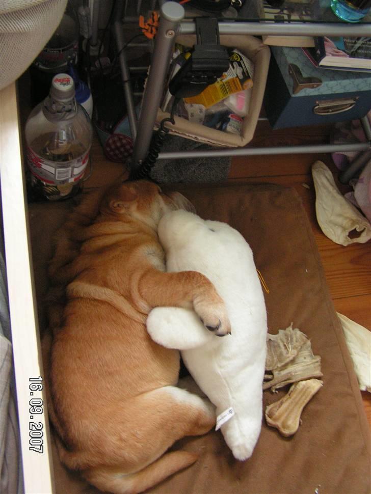 Shar pei Bertil - Mit nye hjem, første dag -trættende!!! billede 2