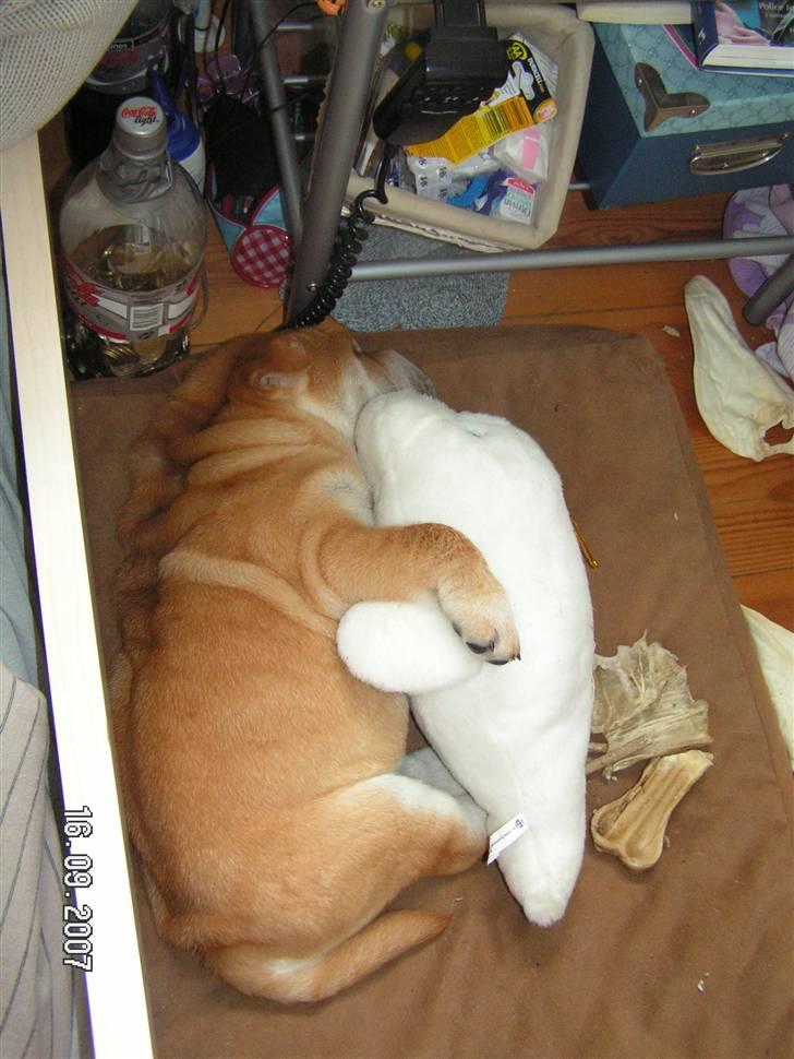 Shar pei Bertil - ...godt der var en bamse, så man ikke er helt alene! billede 3