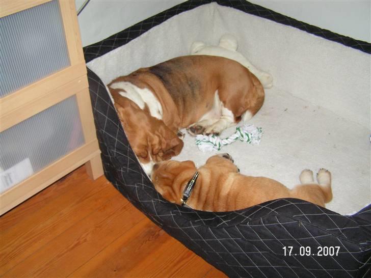 Shar pei Bertil - Min nye storesøster og vores seng! billede 4