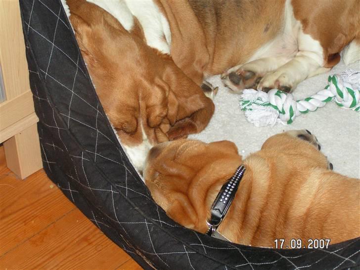 Shar pei Bertil - dejligt! billede 5