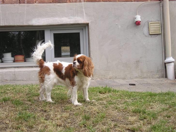 Cavalier king charles spaniel Herdis <3 billede 1