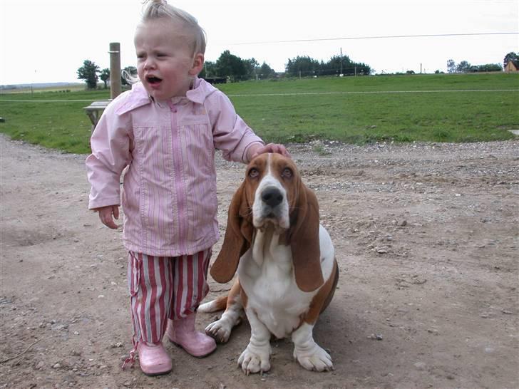 Basset hound columbus - Mig som babysitter, jeg er en meget ansvarsbevidst dame! billede 14