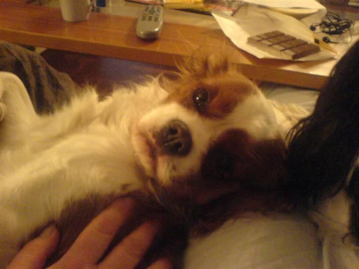 Cavalier king charles spaniel Herdis <3 billede 2