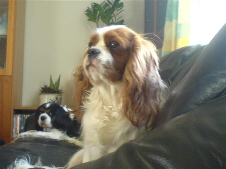 Cavalier king charles spaniel Herdis <3 billede 3