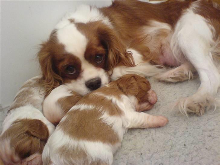 Cavalier king charles spaniel Herdis <3 billede 4