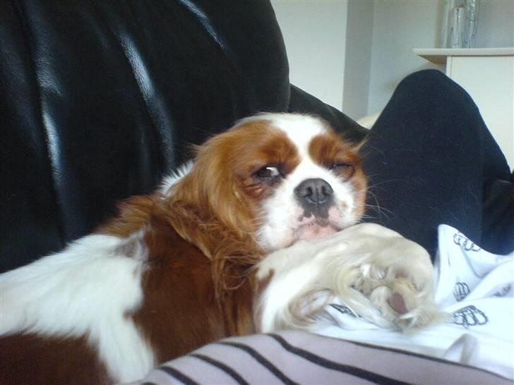 Cavalier king charles spaniel Herdis <3 billede 5