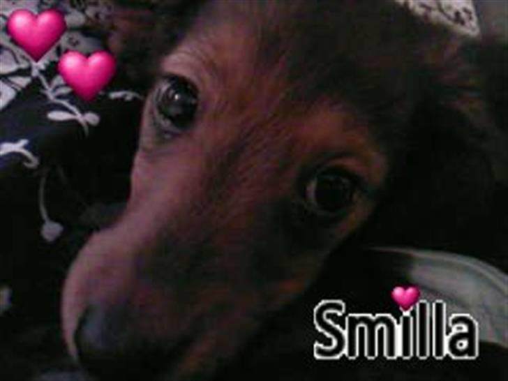 Dværggravhund Smilla - er jeg ikke bare sød, og med hjerter og det hele <3<3<3 billede 16