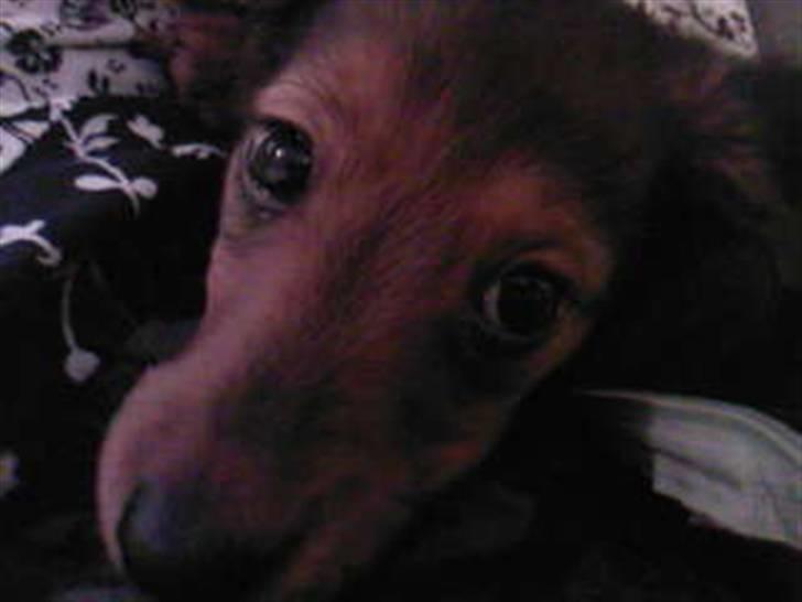 Dværggravhund Smilla - se, er jeg ikk bare sød <3 billede 17