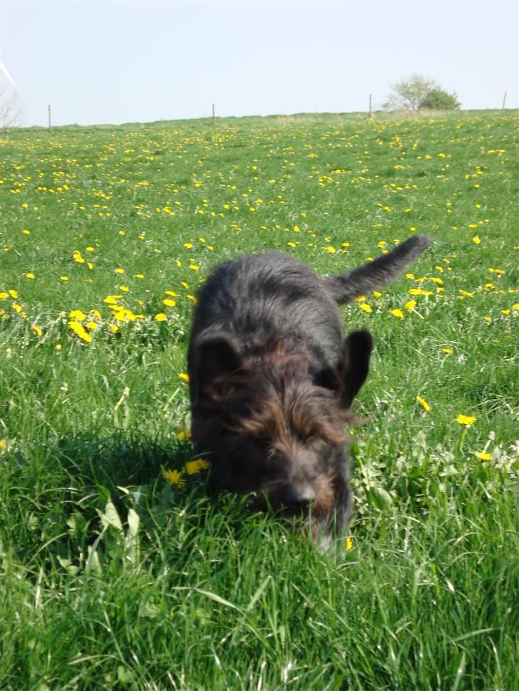 Blanding af racer Jack billede 8