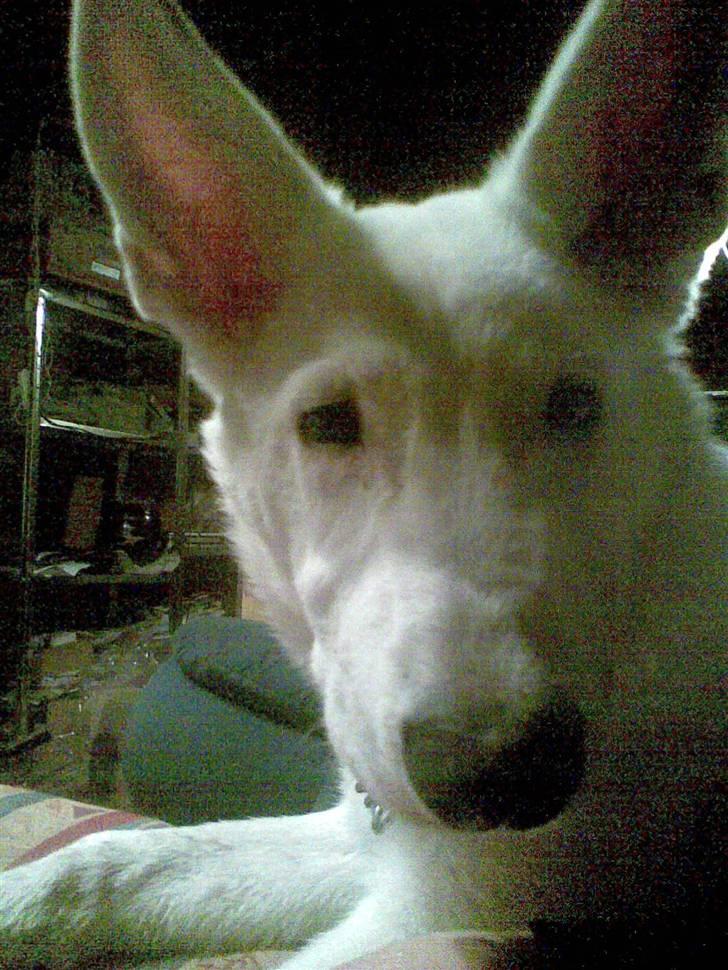 Hvid schæfer Alpha [SOLGT] billede 6