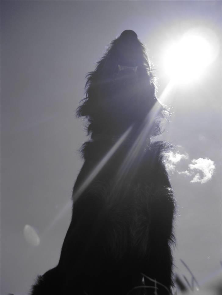 Blanding af racer Jack billede 9