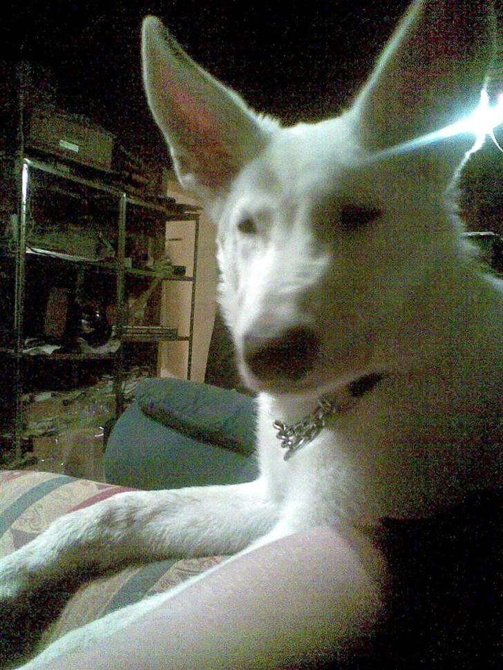 Hvid schæfer Alpha [SOLGT] billede 7