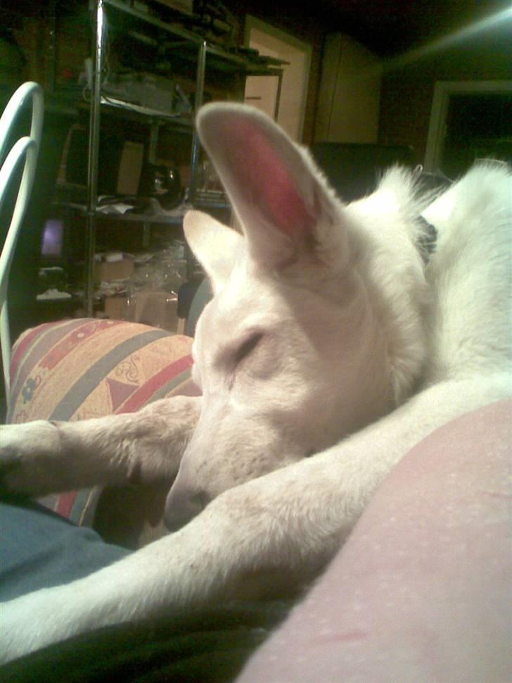 Hvid schæfer Alpha [SOLGT] billede 8