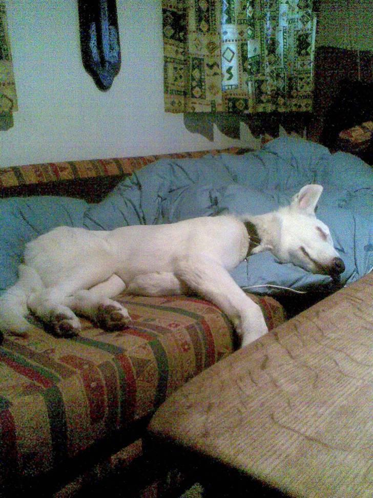 Hvid schæfer Alpha [SOLGT] billede 9