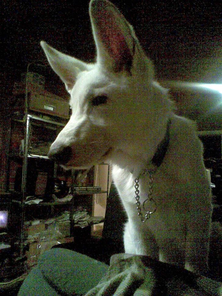 Hvid schæfer Alpha [SOLGT] billede 10