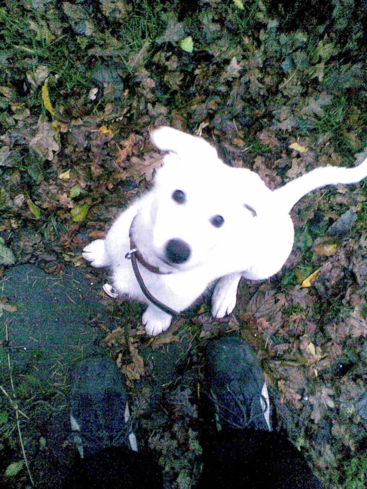 Hvid schæfer Alpha [SOLGT] billede 11