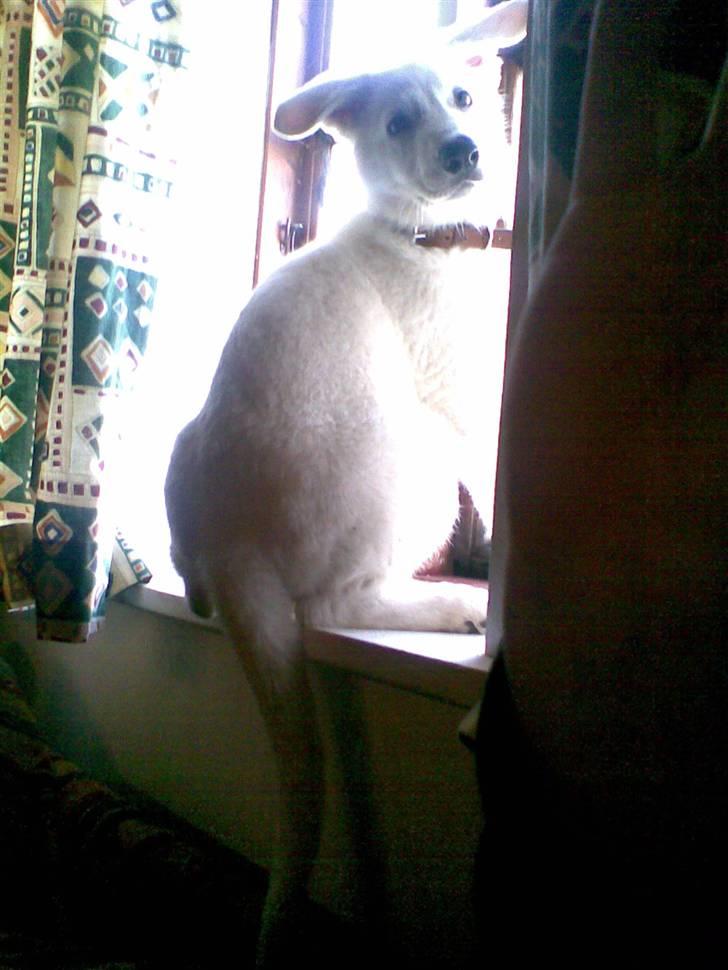 Hvid schæfer Alpha [SOLGT] billede 12