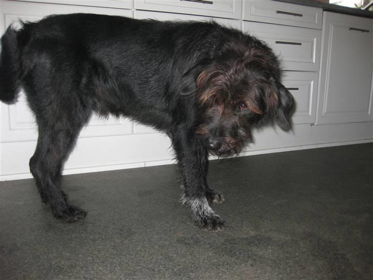 Blanding af racer Jack - er mit øje ikke bare sødt?? billede 10