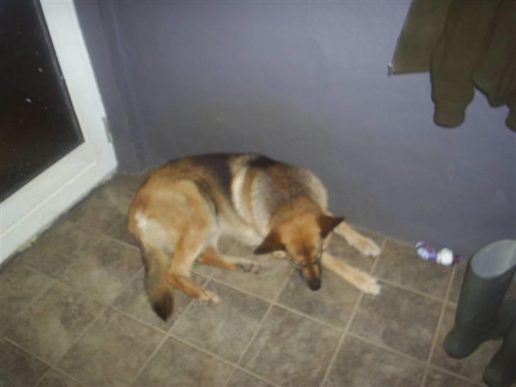 Schæferhund Kia R.I.P - kiks skal nydes billede 5