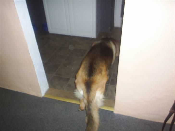 Schæferhund Kia R.I.P - jeg gider ikke lige nu billede 6