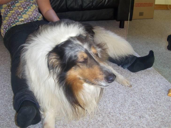 Collie langhåret Mikkie billede 12