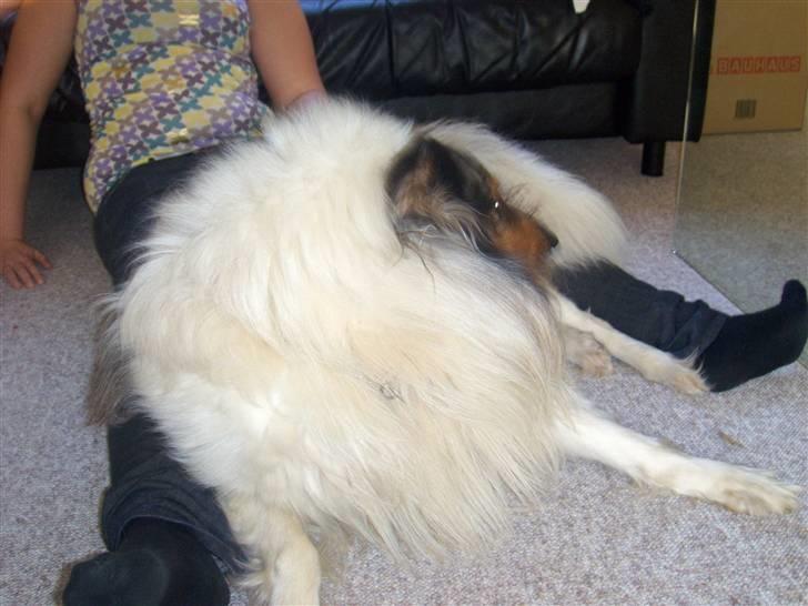 Collie langhåret Mikkie billede 13