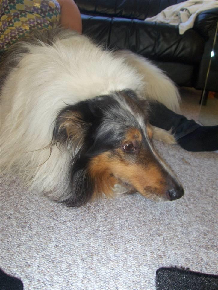 Collie langhåret Mikkie billede 14