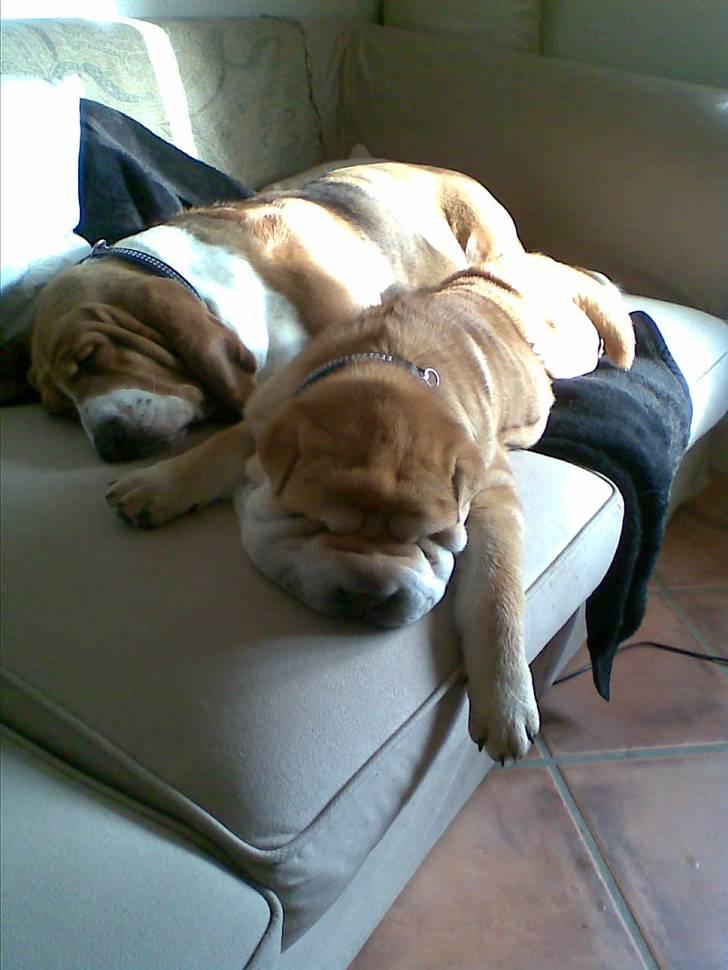 Basset hound columbus - brormand og jeg tager lige en lur i sofaen! billede 15