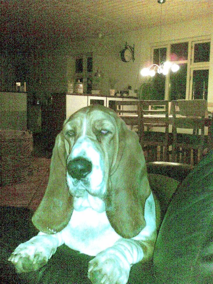 Basset hound columbus - Lidt fred så jeg kan få min skønhedssøvn -tak!!!! billede 16