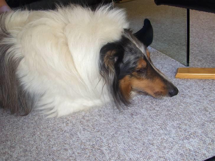 Collie langhåret Mikkie billede 15
