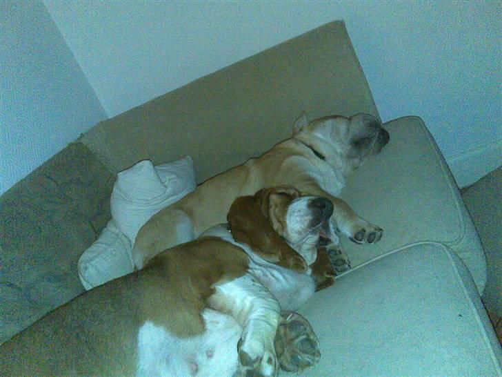 Shar pei Bertil - Det er så vores sofa! billede 6