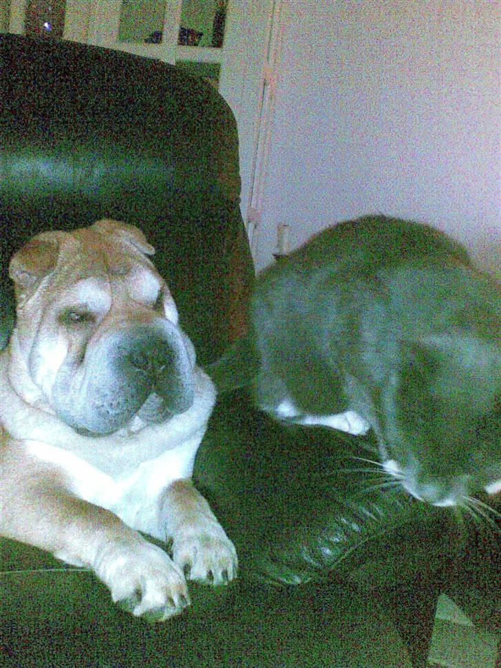 Shar pei Bertil - ja der er jo også en kat her, men den er farlig!!!! billede 7
