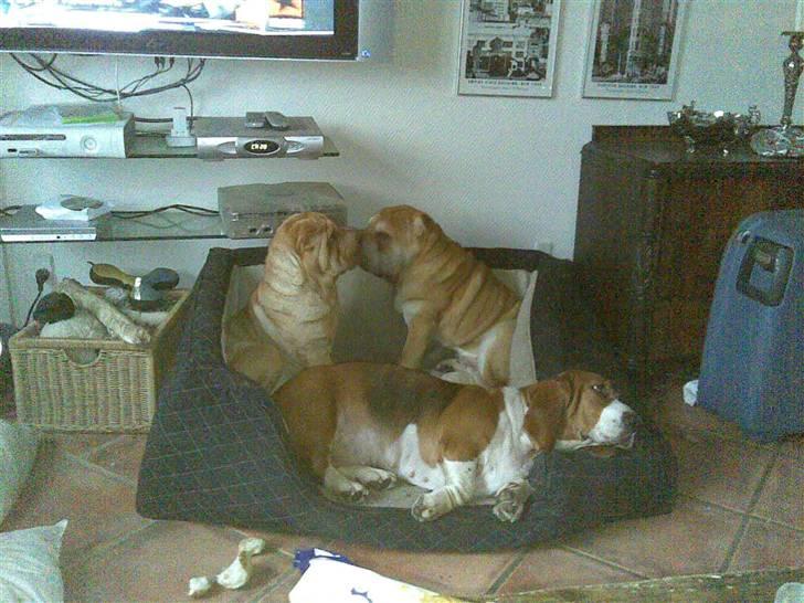 Shar pei Bertil - Mit første kys! billede 8