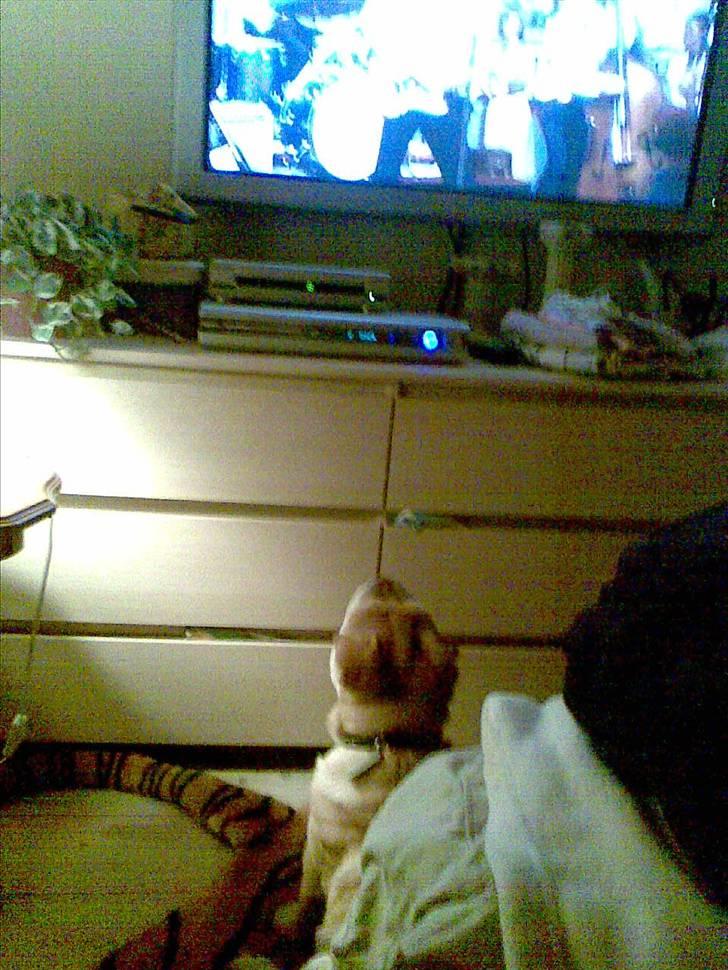 Shar pei Bertil - Vigtigt at følge med i medierne! billede 9