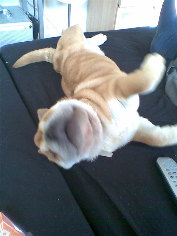 Shar pei Bertil - Den bedste seng i verden -mors og fars!!!! billede 10