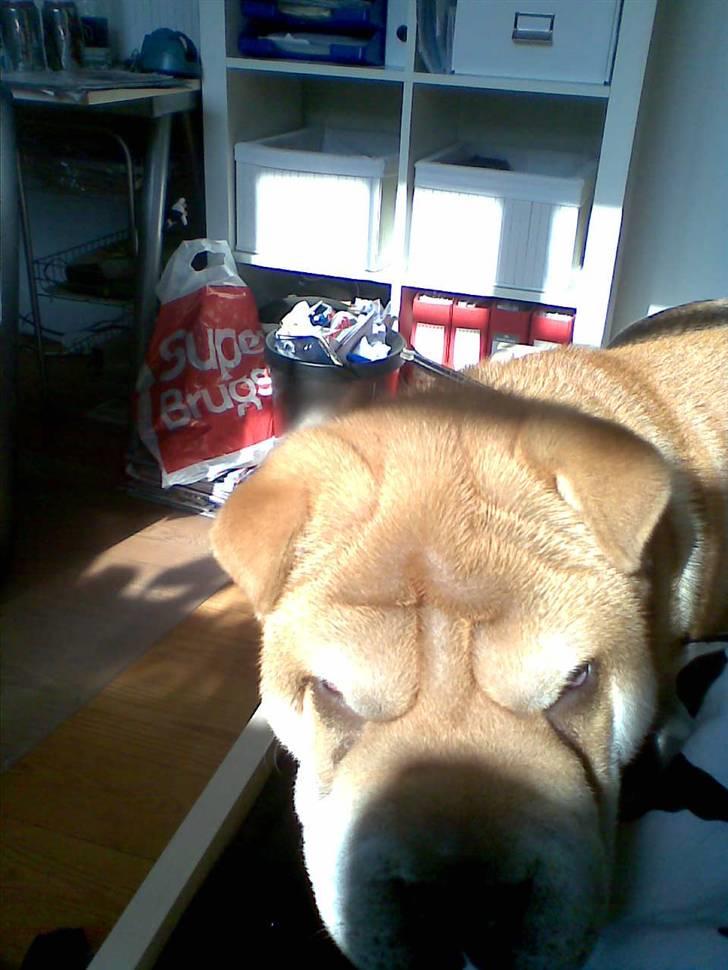 Shar pei Bertil - sove, sove, sove..... billede 11