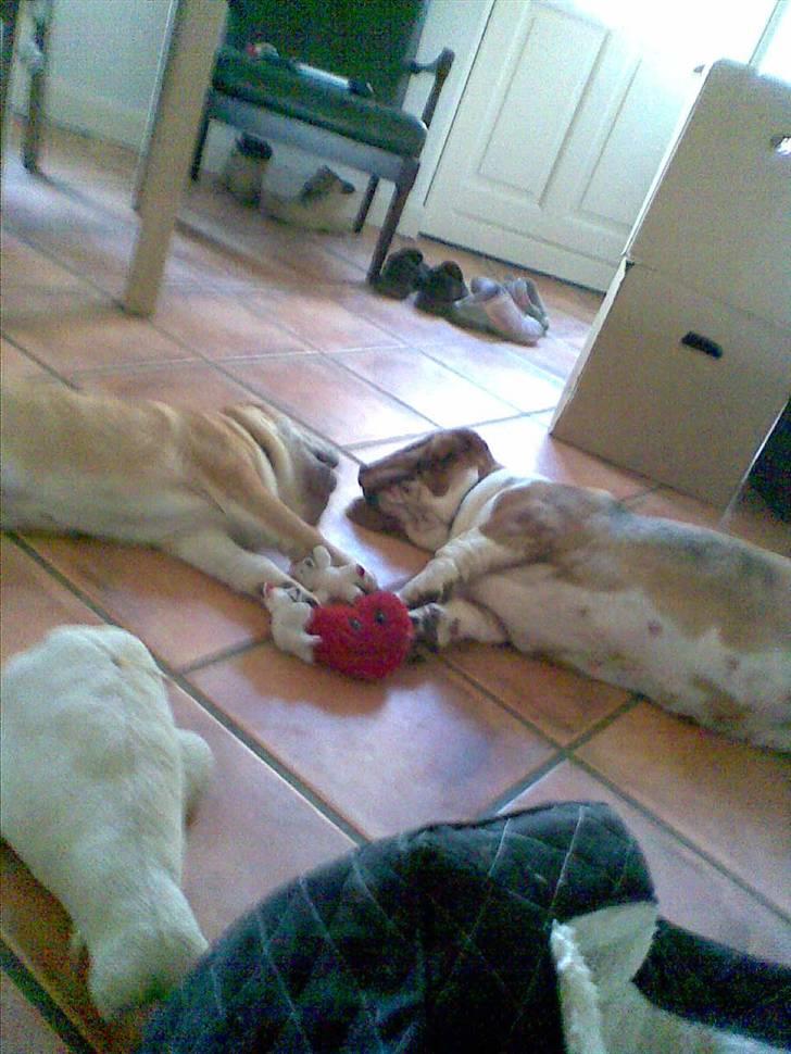 Shar pei Bertil - ..og en lur efter en god slåskamp -dejligt! billede 13