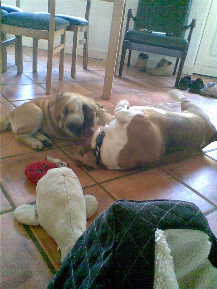 Shar pei Bertil - dogfight!!!!!! billede 14