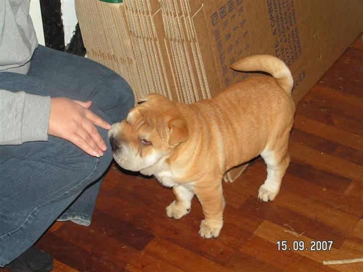 Shar pei Bertil - Hej med dig! billede 15