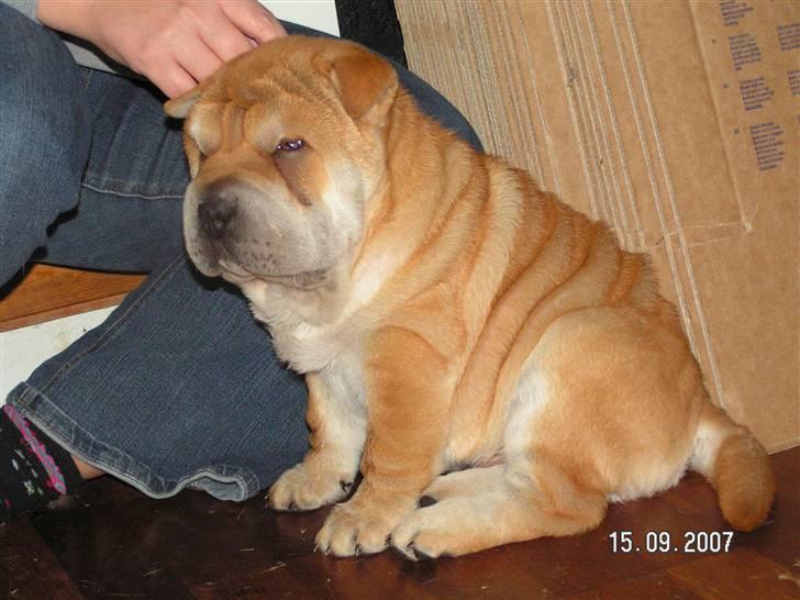 Shar pei Bertil - babyhunden Bertil -det er mig!!!! billede 16