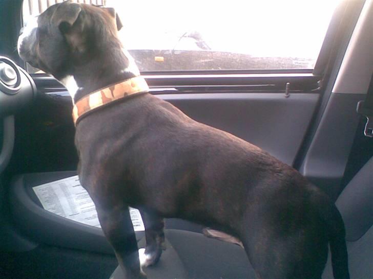 Staffordshire bull terrier Andy - Se alle mine muller.... billede 7