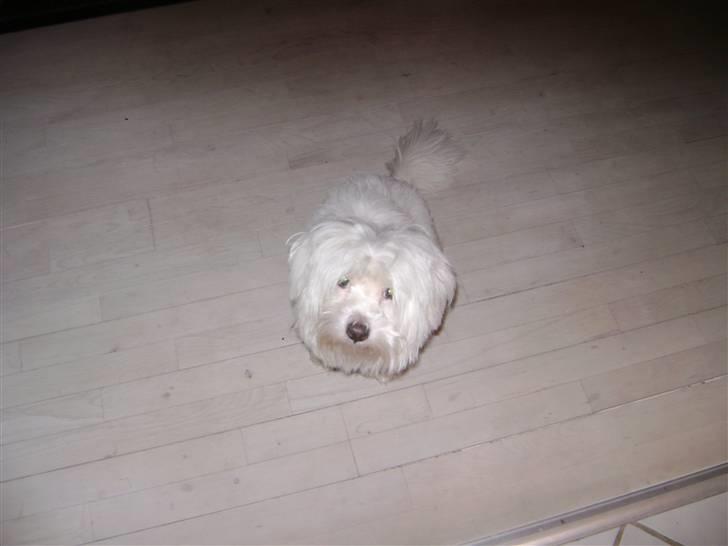 Coton de tulear bamse billede 3