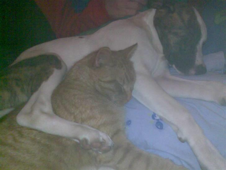 Blanding af racer Miami - Miami sammen med "pit´bullen" Tiger ;) billede 6