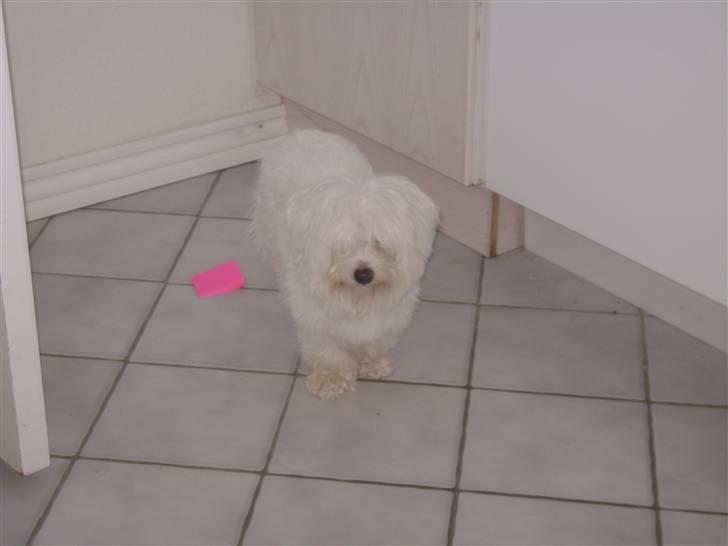 Coton de tulear bamse billede 5