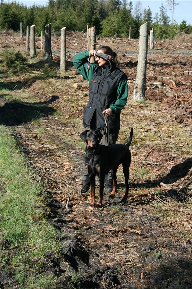Dobermann Torontos Tess  billede 11