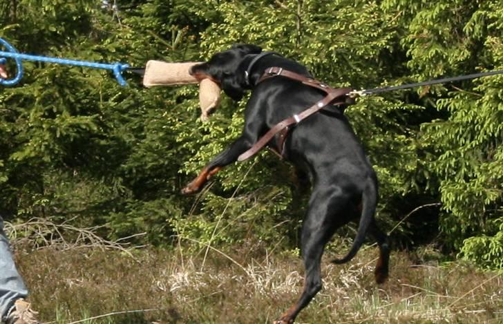 Dobermann Torontos Tess  billede 12
