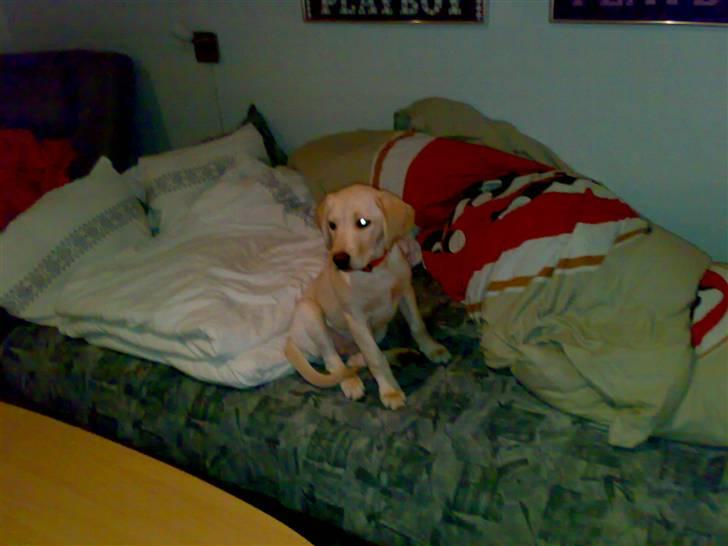 Labrador retriever Cilla - Ja, sød er den, når den står i min seng :D billede 1
