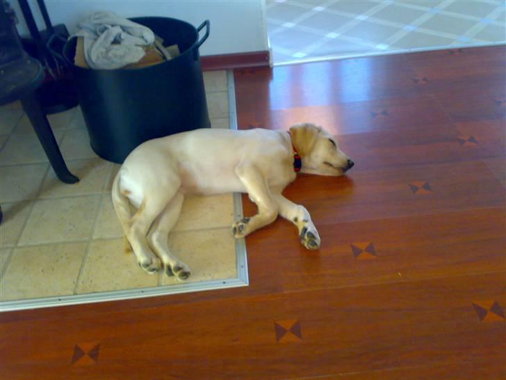Labrador retriever Cilla - Nurh, så sover den ved brændeovnen :P billede 2
