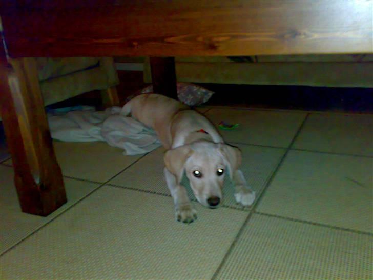 Labrador retriever Cilla - Hej .. xD billede 3