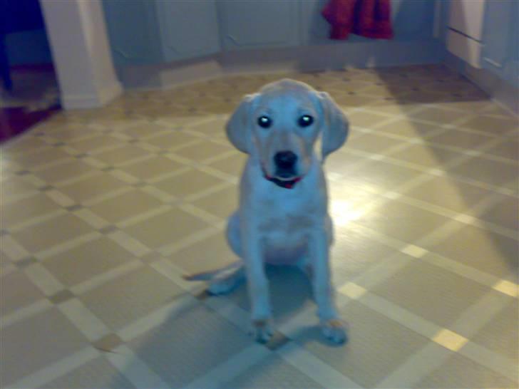 Labrador retriever Cilla - Sitte kan den også? :P billede 4